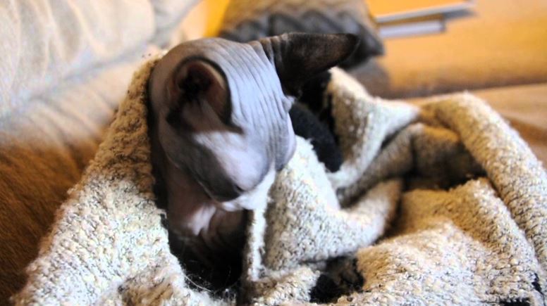 Canadian Hairless Cat Breed
