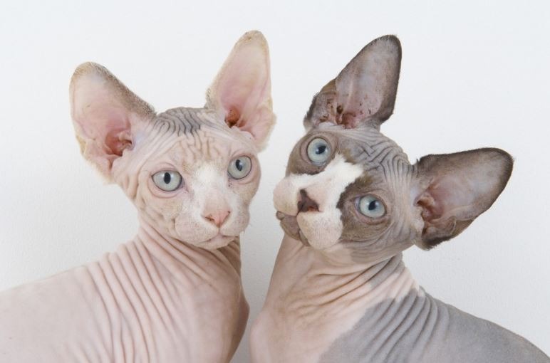 The Sphynx or Canadian Hairless Cat Breed